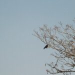 Rat für den Umgang mit aus dem Nest gefallenen Vögeln