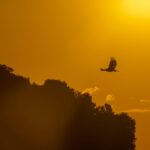 Flugarten bei Vögeln: Zwiftflug, Gleitflug, Steigflug, und Sturzflug