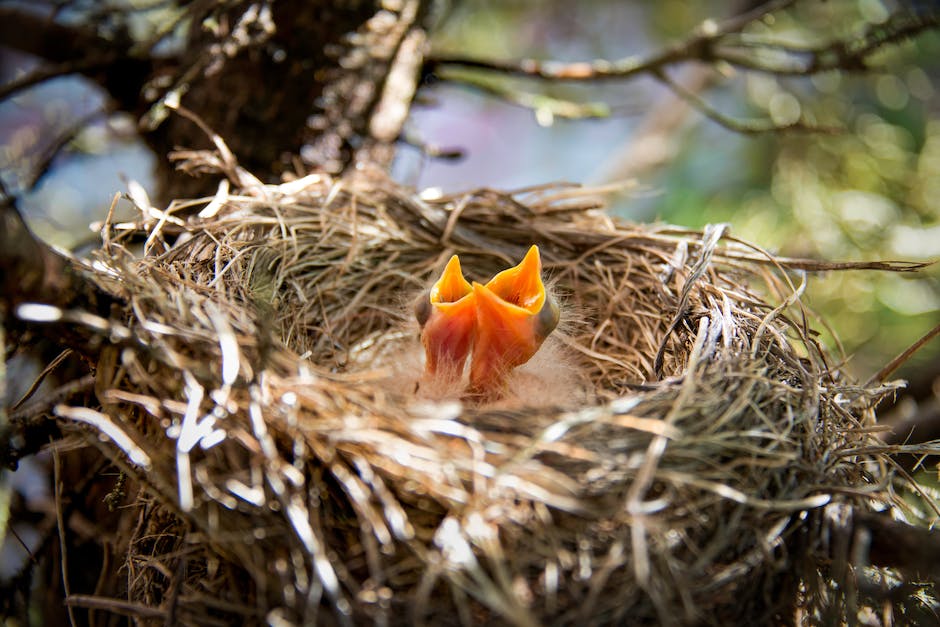 Vögel die Nester am Haus bauen