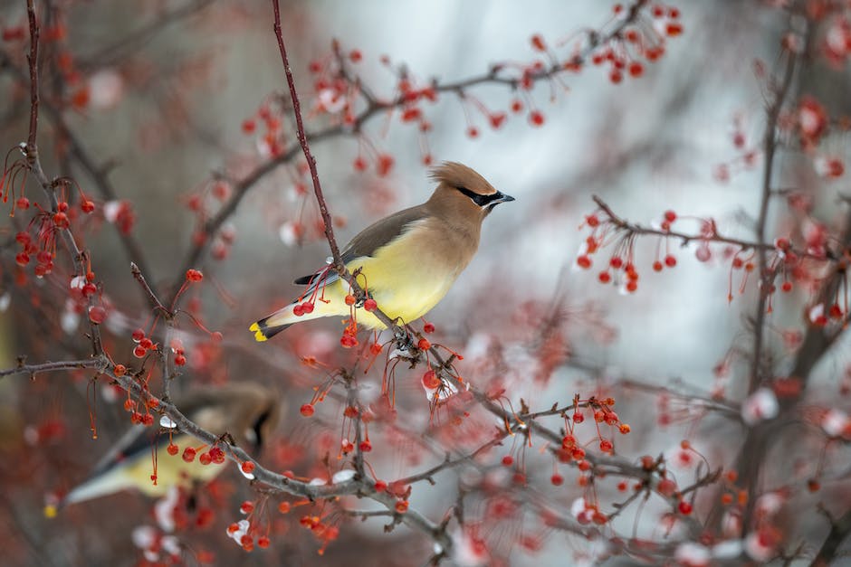 Deutschland im Winter beheimatet Vögel