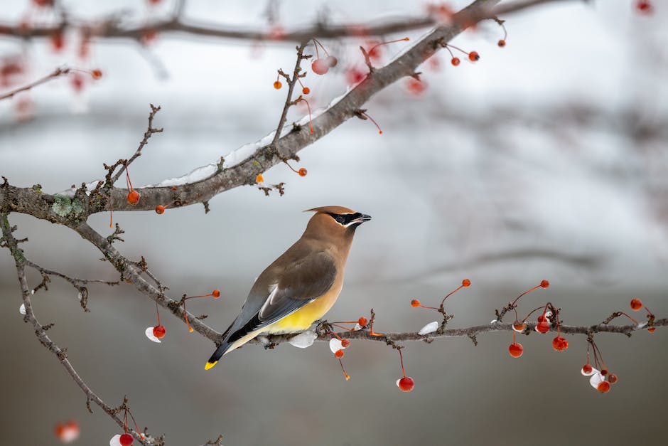 Vögel die im Winter in Deutschland bleiben