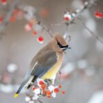 Vögel, die über Winter in Deutschland bleiben