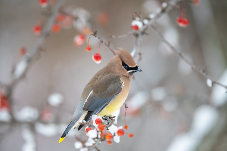 Vögel, die über Winter in Deutschland bleiben