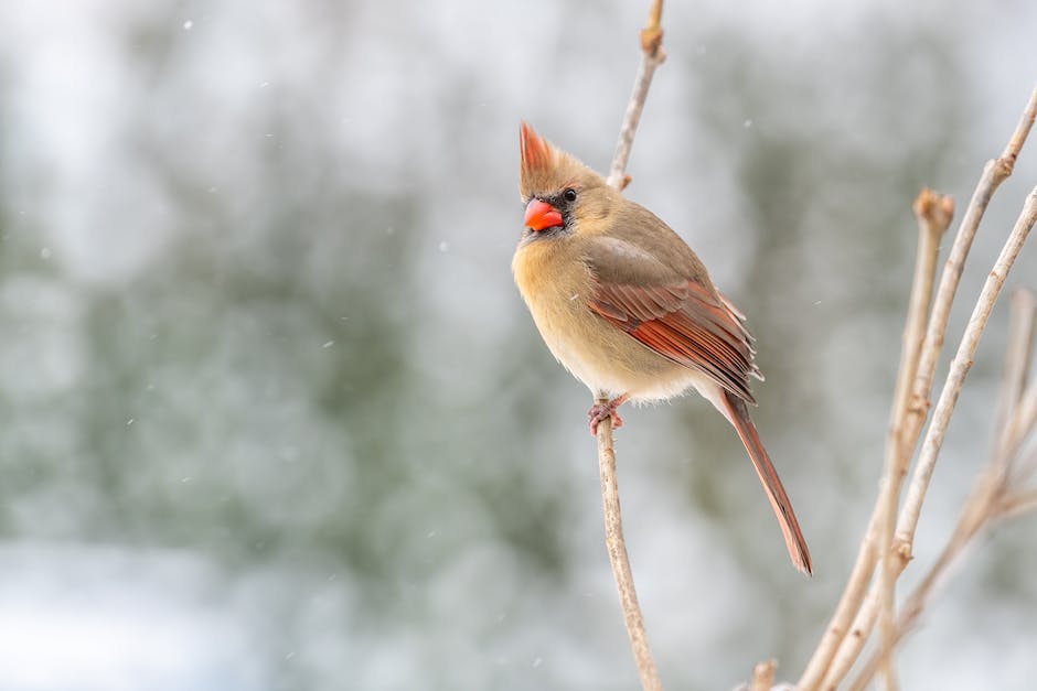 Welche Vögel brüten im Winter?