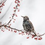 Vögel die im Winter brüten