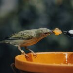 Vögel die welches Futter fressen