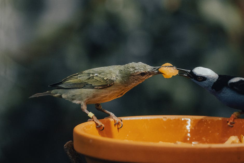 Vögel die welches Futter fressen