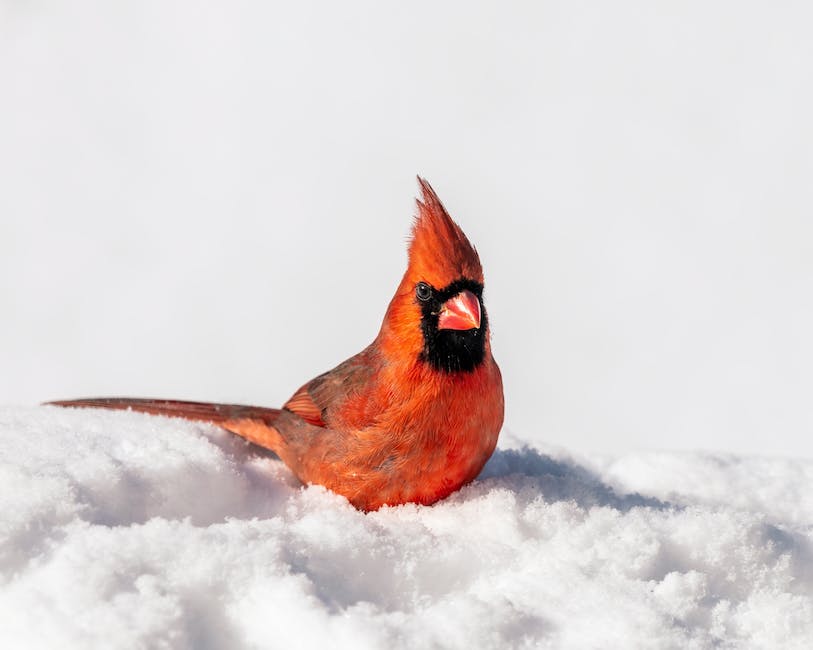  Vogelwanderung im Winter