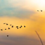 Vögel die nach Sonnenuntergang singen