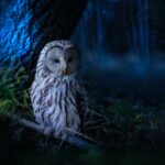 Vögel, die nachts in Deutschland singen