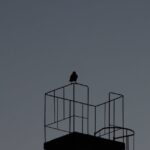 Nachtsgeräusche machender Vogel