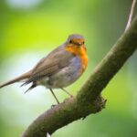 Vogel Vocalsound in der Natur