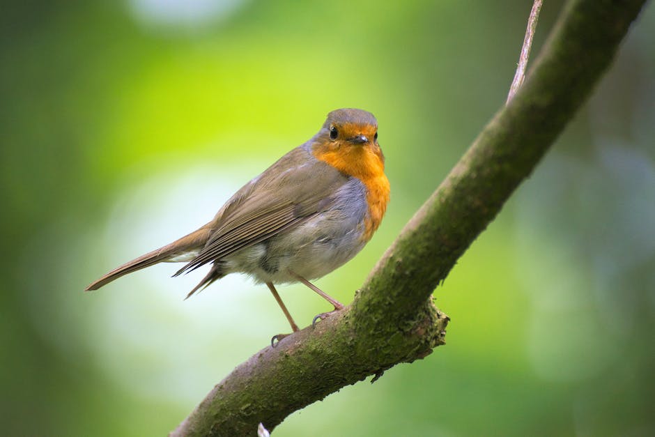 Vogel Vocalsound in der Natur