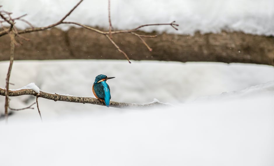 Welcher Vogel singt im Winter?