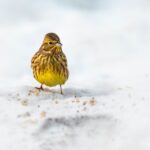 Vogel, der im Winter singt