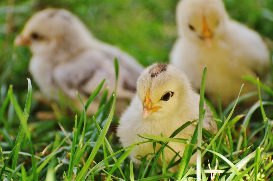  Wie füttern Vögel ihre Jungen: Nahrungsaufnahme und Ernährung