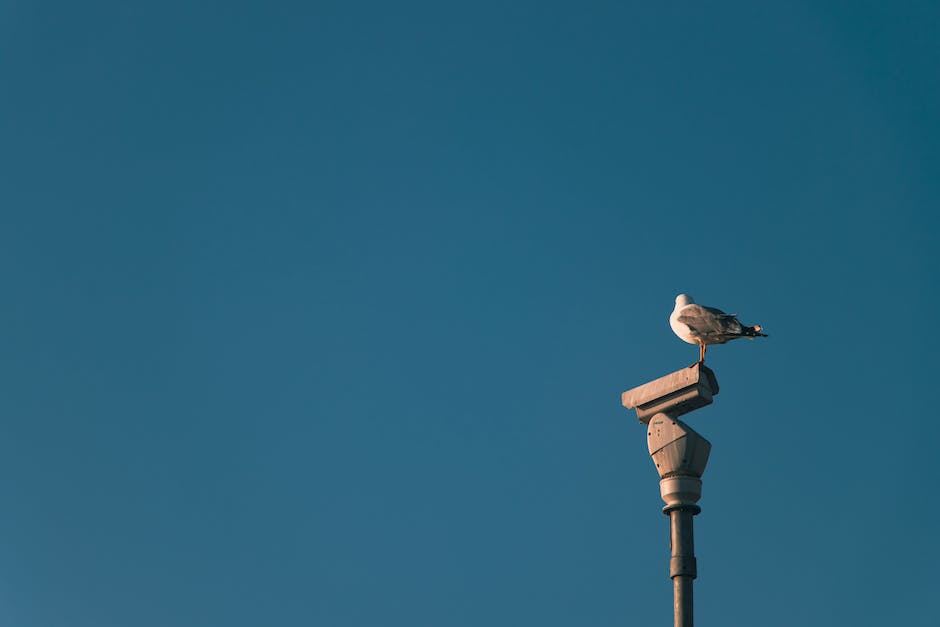 Vögel vom Balkon fernhalten: Einfache Strategien und Tipps