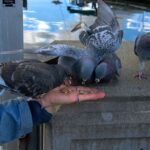 Kleine Vögel füttern – Tipps und Tricks