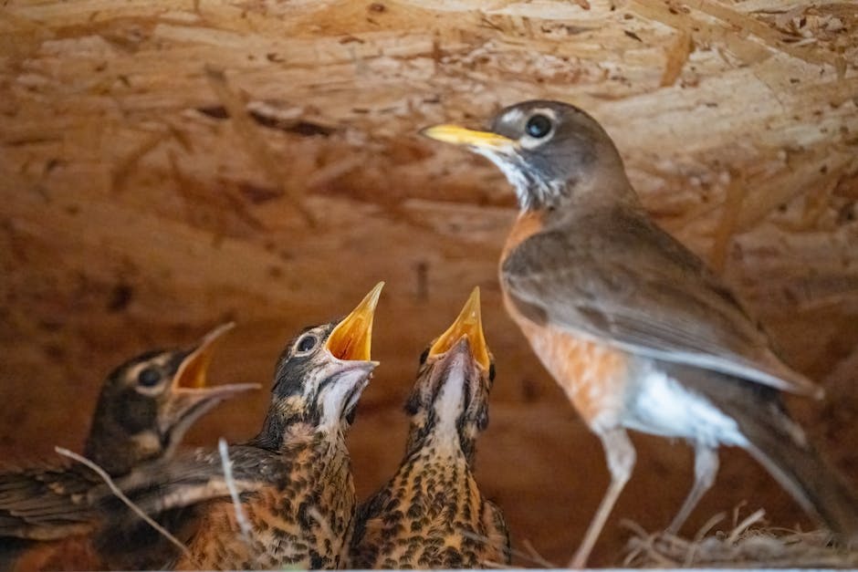 Kleine Vögel bleiben im Nest wie lange?