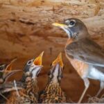 Kleine Vögel im Nest - wie lange bleiben sie?