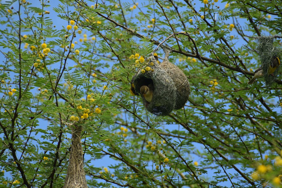 Lebensdauer von Vögeln im Nest