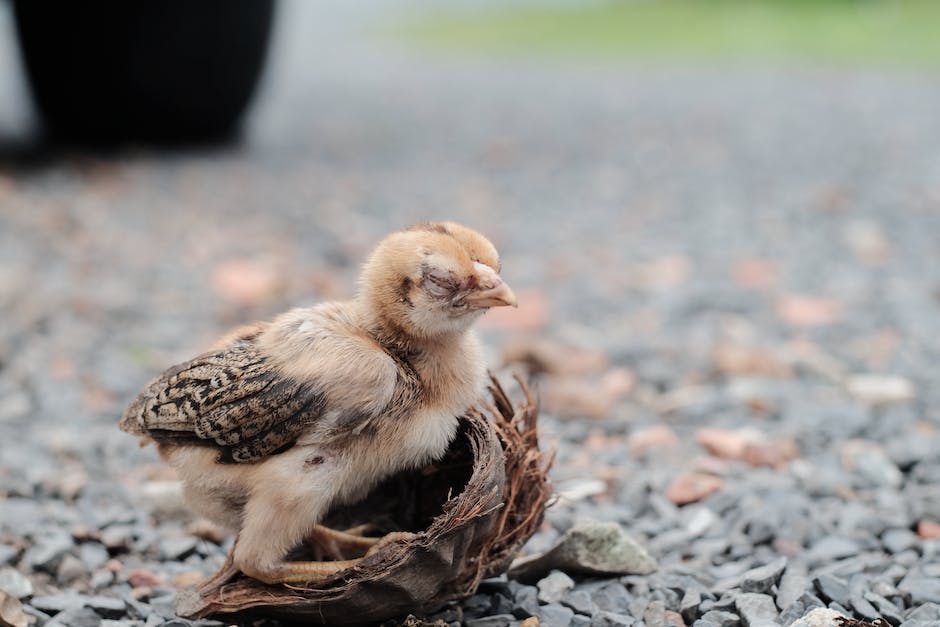 Vögel im Nest: Wie lange bleiben sie?