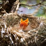 Länge des Aufenthalts von Vögeln im Nest