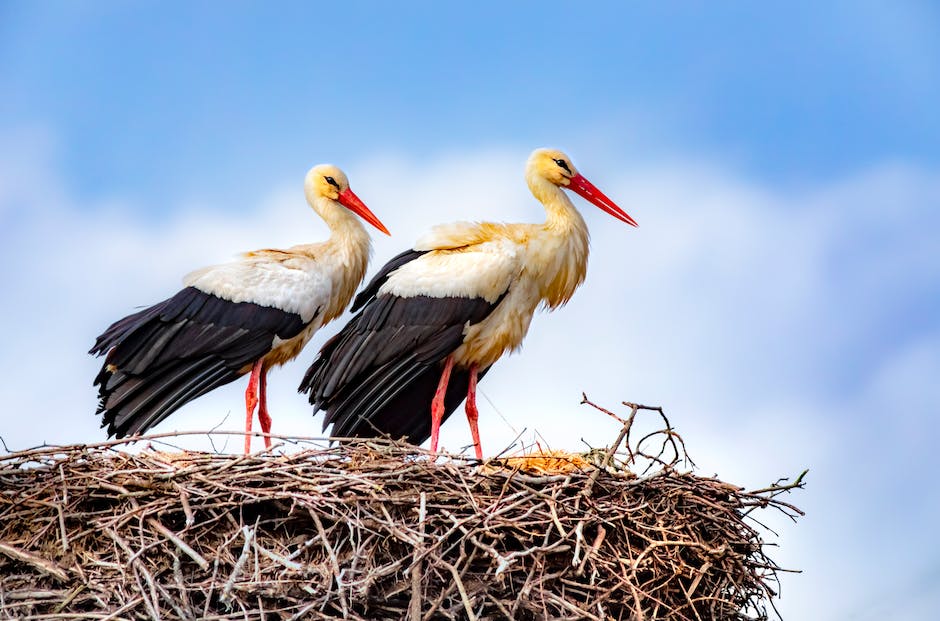  Zeiteinsatz von Vögeln beim Nestbau