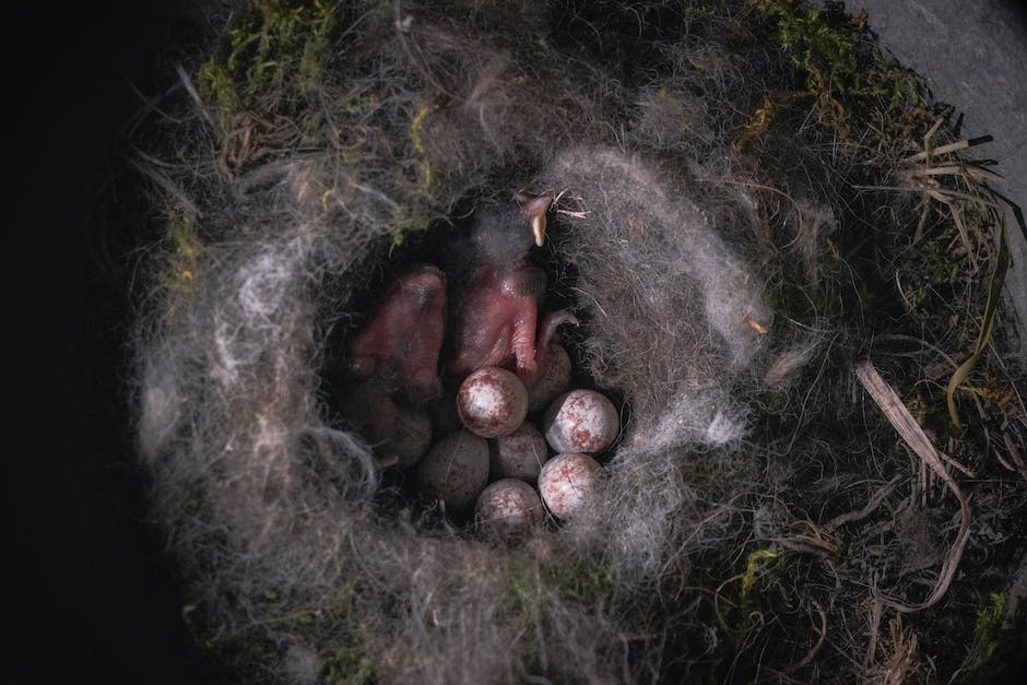 Vögel-Brutzeit-Eier