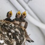 Länge des Brütens von Vögeln in Deutschland