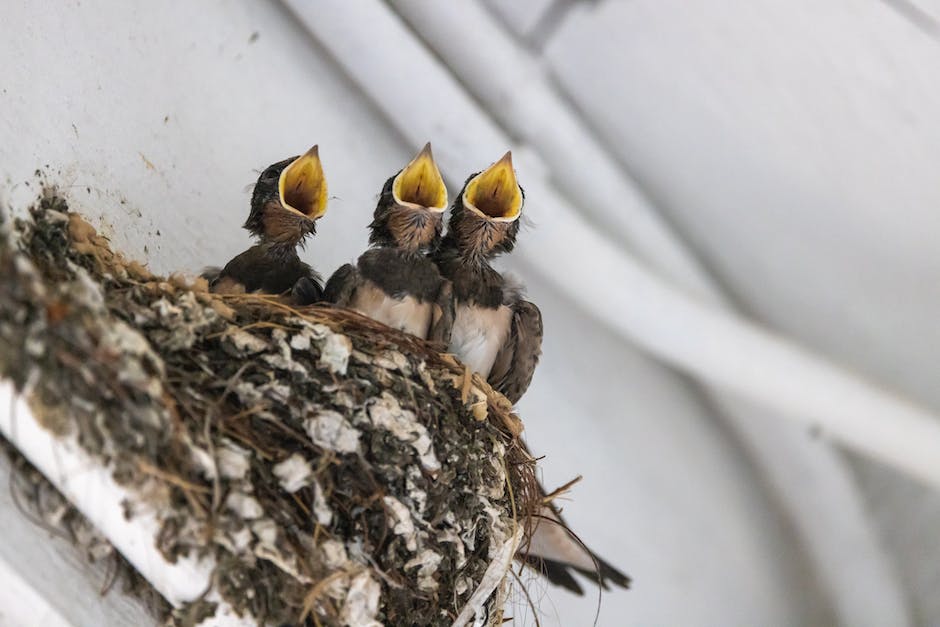 Bild zeigt wie lange Vögel im Nest bleiben