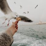 Füttern von Vögeln im Winter – Dauer und Methoden