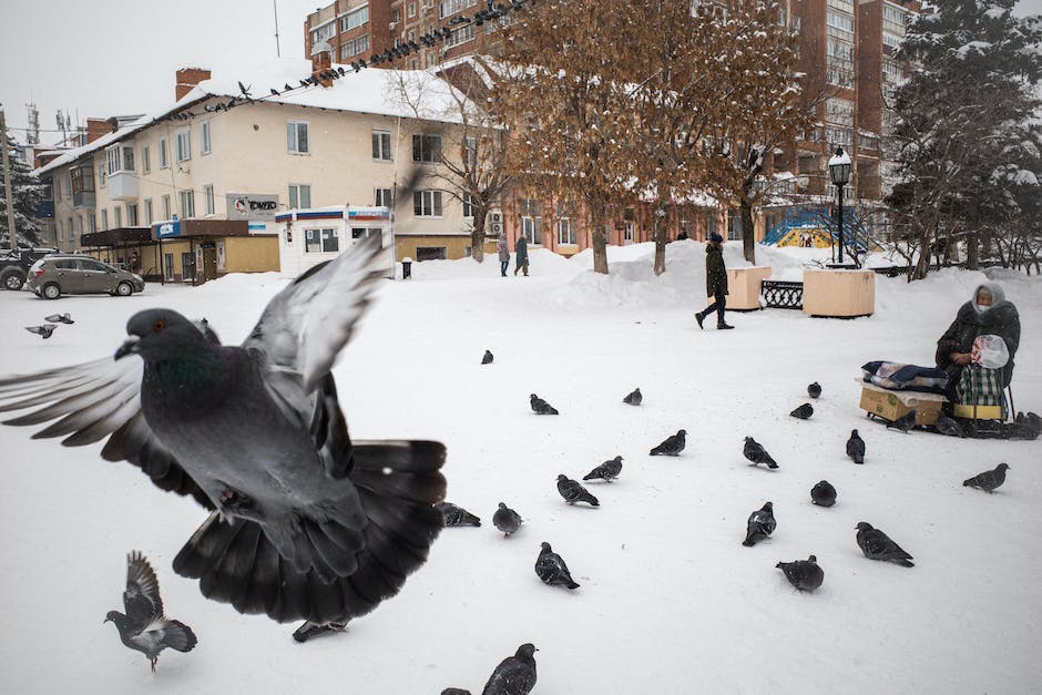 Vögel im Winter schützen sich vor Kälte