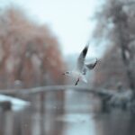 Vögel im Winter überleben