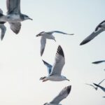 Vögel zwitschern morgens zur Kommunikation und Territorialmarkierung