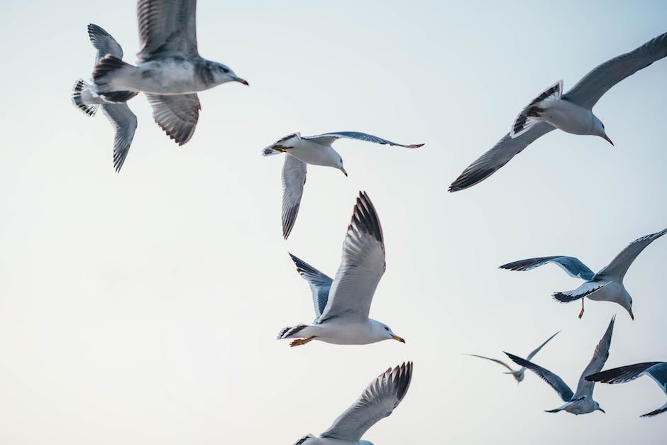 Vögel zwitschern morgens zur Kommunikation und Territorialmarkierung