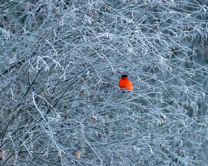 Wo ziehen Vögel im Winter hin?