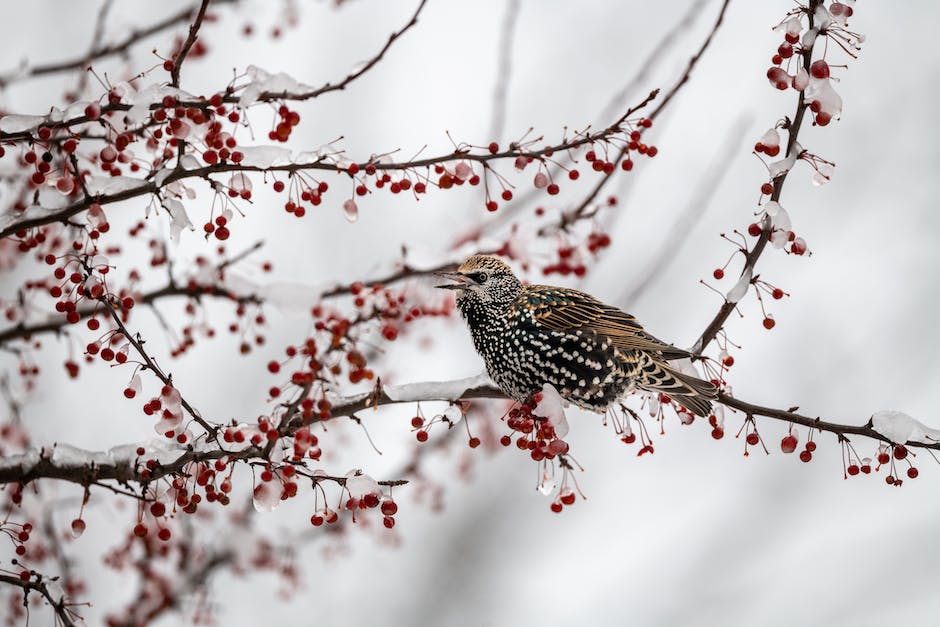 Vögel im Winter: Wo schlafen sie?
