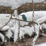 Heimische Vögel und wo sie im Winter schlafen