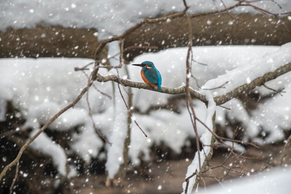 Heimische Vögel und wo sie im Winter schlafen