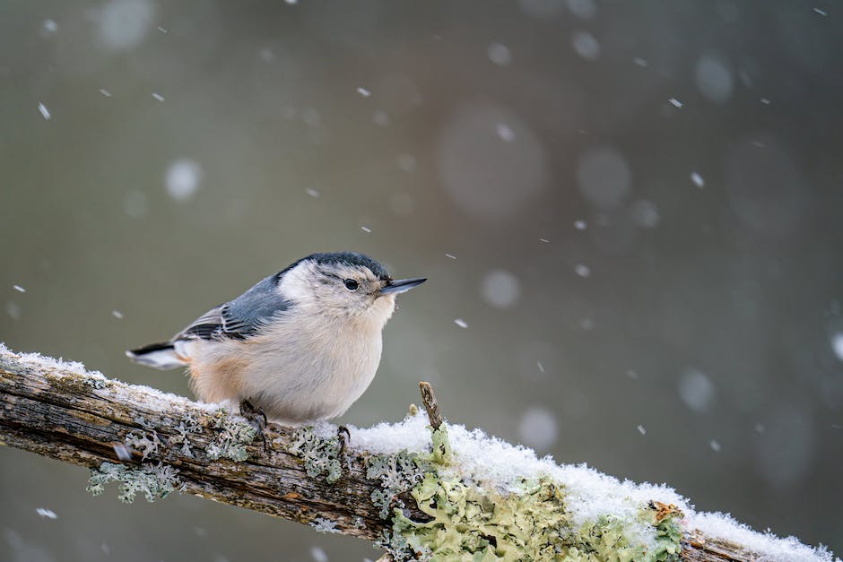 Vögel im Winter versteckt