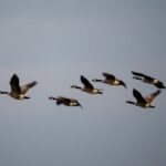 Vögel nutzen Sonne, Sterne und Fahrtwind zur südlichen Migration