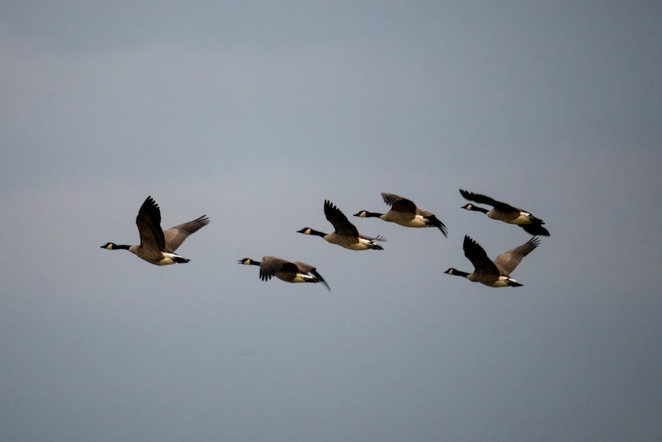 Vögel nutzen Sonne, Sterne und Fahrtwind zur südlichen Migration