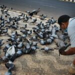 Vögelnavigation: Wie Vögel Futterstandorte lokalisieren