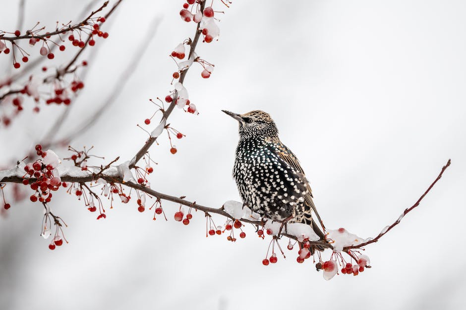 Vögel im Winter ernähren sich von Samen, Beeren und Insekten.